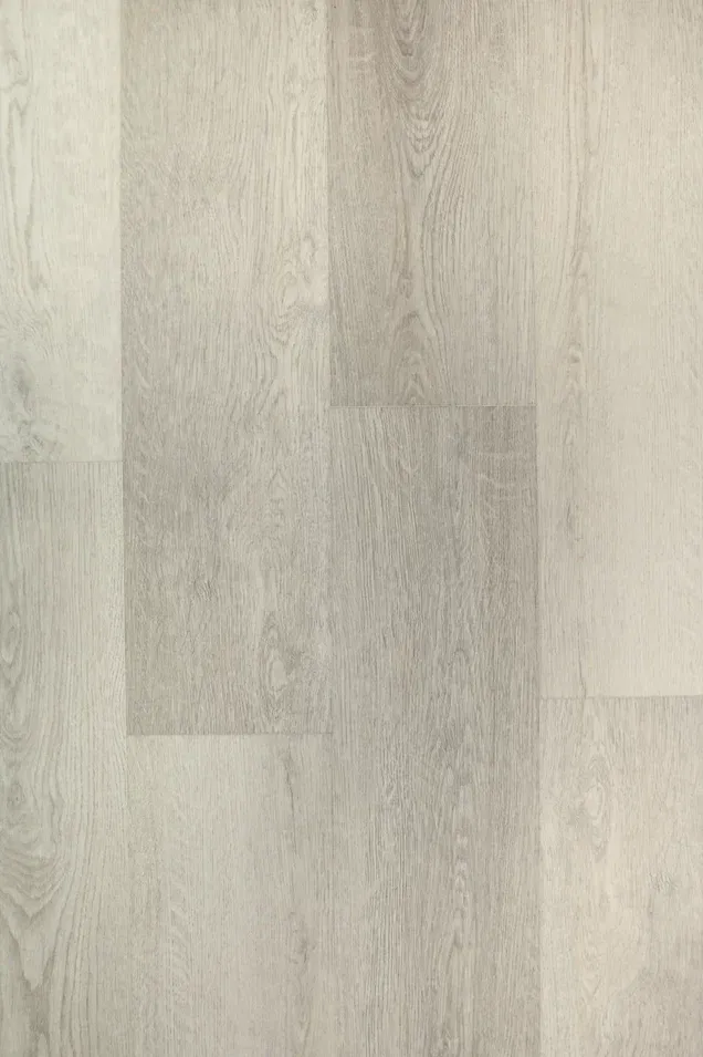 Дуб Виллем/Oak Willem